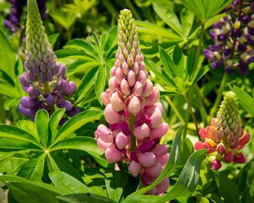 Lupina mnoholistá 'Gallery Mix'