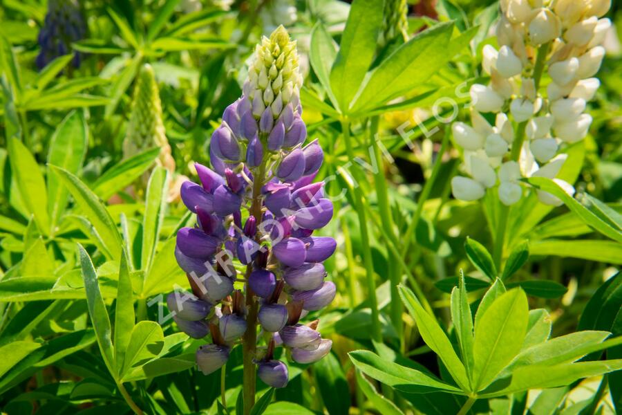 Lupina mnoholistá 'Gallery Mix' - Lupinus polyphyllus 'Gallery Mix'