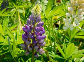Lupina mnoholistá 'Gallery Mix' - Lupinus polyphyllus 'Gallery Mix'