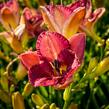 Denivka 'Entrapment' - Hemerocallis 'Entrapment'