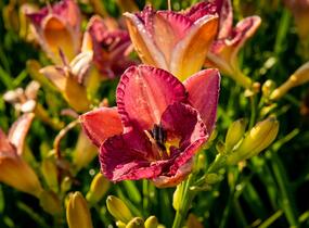 Denivka 'Entrapment' - Hemerocallis 'Entrapment'