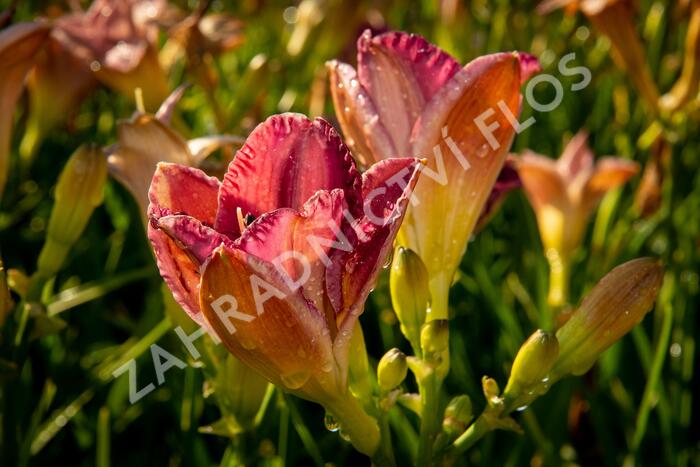 Denivka 'Entrapment' - Hemerocallis 'Entrapment'