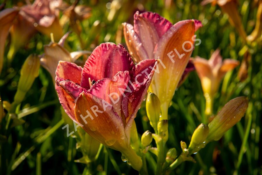 Denivka 'Entrapment' - Hemerocallis 'Entrapment'