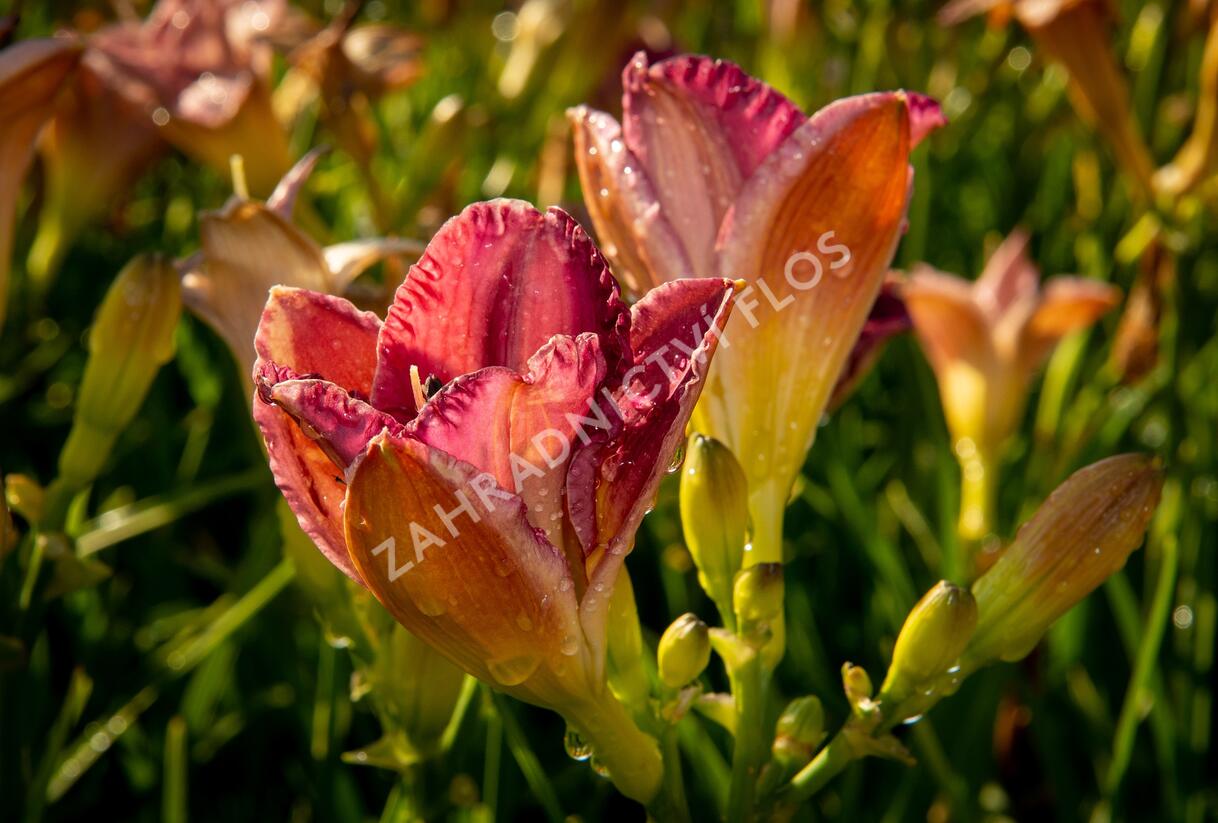 Denivka 'Entrapment' - Hemerocallis 'Entrapment'