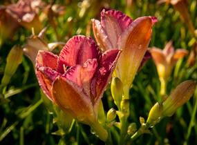 Denivka 'Entrapment' - Hemerocallis 'Entrapment'