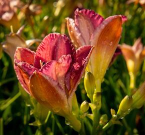 Denivka 'Entrapment' - Hemerocallis 'Entrapment'