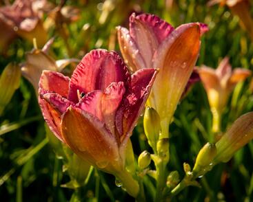 Denivka 'Entrapment'