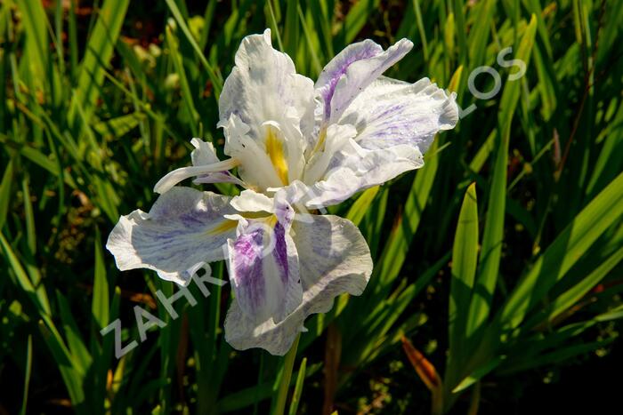 Kosatec mečovitý 'Angel Mountain' - Iris ensata 'Angel Mountain'