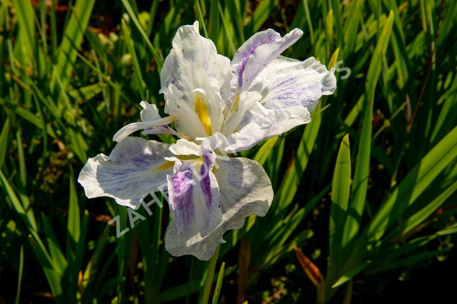 Kosatec mečovitý 'Angel Mountain' - Iris ensata 'Angel Mountain'