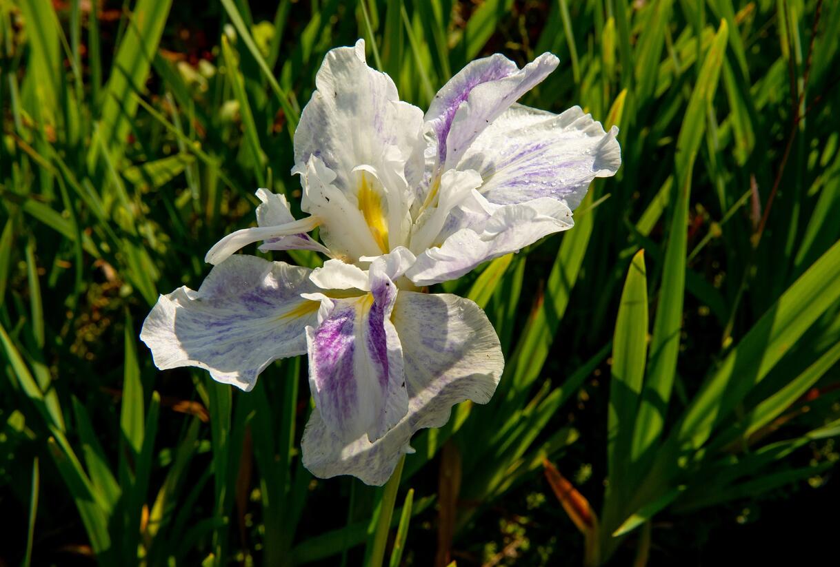 Kosatec mečovitý 'Angel Mountain' - Iris ensata 'Angel Mountain'