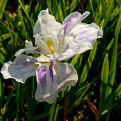 Kosatec mečovitý 'Angel Mountain' - Iris ensata 'Angel Mountain'