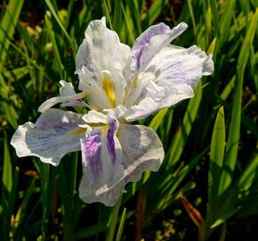 Kosatec mečovitý 'Angel Mountain' - Iris ensata 'Angel Mountain'