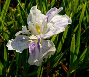 Kosatec mečovitý 'Angel Mountain' - Iris ensata 'Angel Mountain'