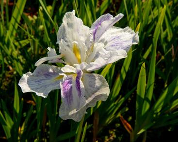 Kosatec mečovitý 'Angel Mountain'