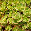 Rozchodník SunSparkler® 'Lime Zinger' - Sedum hybridum SunSparkler® 'Lime Zinger'