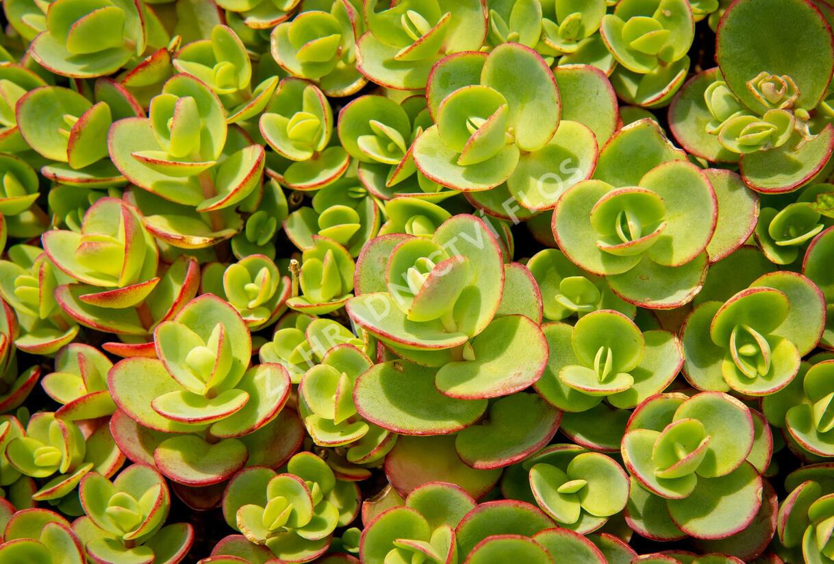 Rozchodník rozvětvený SunSparkler® 'Lime Zinger' - Sedum cauticola SunSparkler® 'Lime Zinger'
