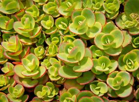 Rozchodník rozvětvený SunSparkler® 'Lime Zinger' - Sedum cauticola SunSparkler® 'Lime Zinger'