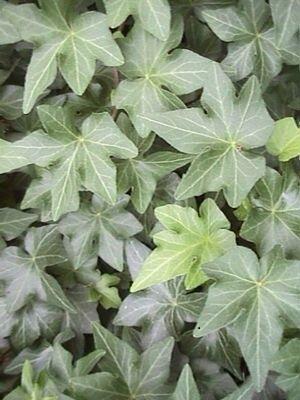 Břečťan popínavý 'Brigitte' - Hedera helix 'Brigitte'