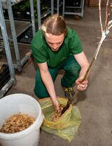 Ke kořenům přidáme vlhké piliny, abychom zabránili uschutí stromku.