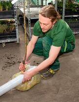 Kořenový bal pečlivě zabalíme a utěsníme.