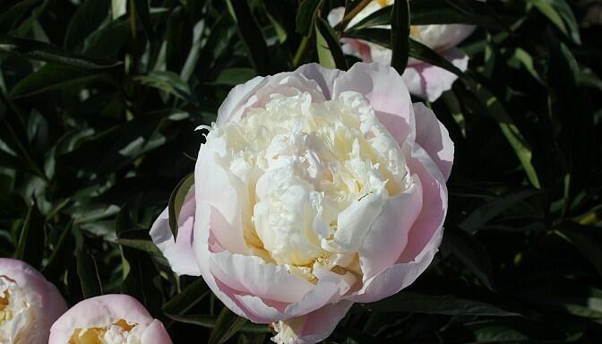 Pivoňka bělokvětá 'Peaches and Cream' - Paeonia lactiflora 'Peaches and Cream'