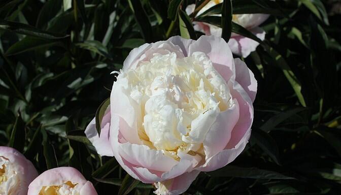 Pivoňka bělokvětá 'Peaches and Cream' - Paeonia lactiflora 'Peaches and Cream'