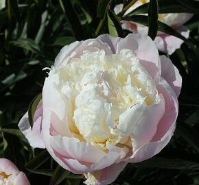 Pivoňka bělokvětá 'Peaches and Cream' - Paeonia lactiflora 'Peaches and Cream'