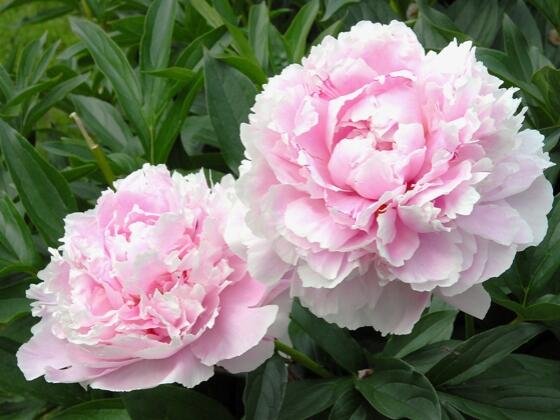 Pivoňka bělokvětá 'Sarah Bernhardt' - Paeonia lactiflora 'Sarah Bernhardt'