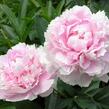 Pivoňka bělokvětá 'Sarah Bernhardt' - Paeonia lactiflora 'Sarah Bernhardt'