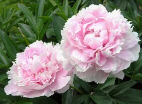 Pivoňka bělokvětá 'Sarah Bernhardt' - Paeonia lactiflora 'Sarah Bernhardt'