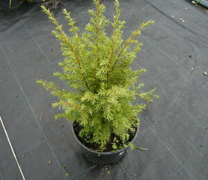 Jalovec obecný 'Meyer' - Juniperus communis 'Meyer'