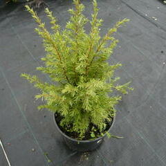 Jalovec obecný 'Meyer' - Juniperus communis 'Meyer'