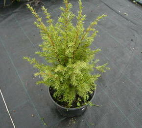Jalovec obecný 'Meyer' - Juniperus communis 'Meyer'