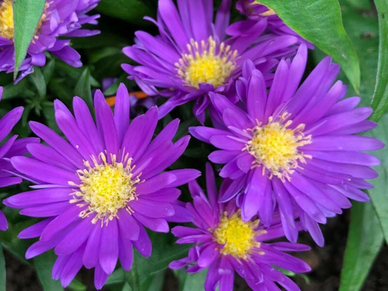 Hvězdnice keříčkovitá 'Island Samoa' - Aster dumosus 'Island Samoa'