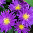 Hvězdnice keříčkovitá 'Island Samoa' - Aster dumosus 'Island Samoa'