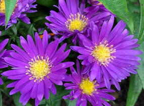 Hvězdnice keříčkovitá 'Island Samoa' - Aster dumosus 'Island Samoa'