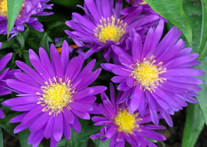 Hvězdnice keříčkovitá 'Island Samoa' - Aster dumosus 'Island Samoa'