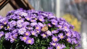 Hvězdnice keříčkovitá 'Island Barbados' - Aster dumosus 'Island Barbados'