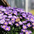 Hvězdnice keříčkovitá 'Island Barbados' - Aster dumosus 'Island Barbados'