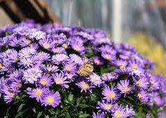 Hvězdnice keříčkovitá 'Island Barbados' - Aster dumosus 'Island Barbados'