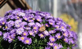 Hvězdnice keříčkovitá 'Island Barbados' - Aster dumosus 'Island Barbados'