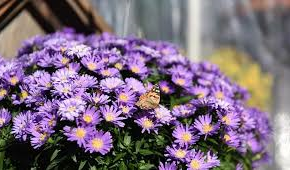 Hvězdnice keříčkovitá 'Island Barbados' - Aster dumosus 'Island Barbados'