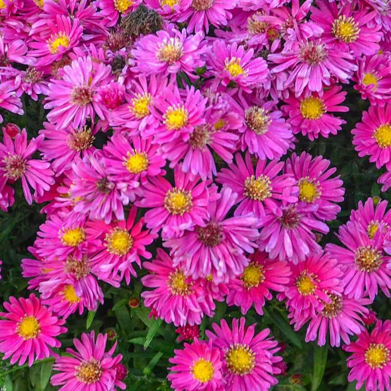 Hvězdnice keříčkovitá 'Island Bahamas' - Aster dumosus 'Island Bahamas'