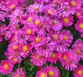 Hvězdnice keříčkovitá 'Island Bahamas' - Aster dumosus 'Island Bahamas'