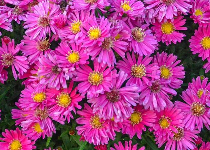Hvězdnice keříčkovitá 'Island Bahamas' - Aster dumosus 'Island Bahamas'