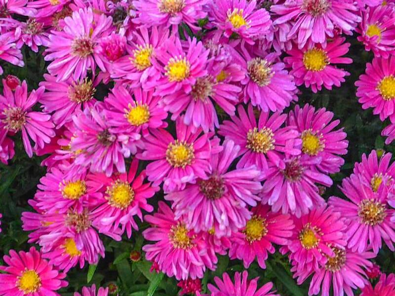 Hvězdnice keříčkovitá 'Island Bahamas' - Aster dumosus 'Island Bahamas'