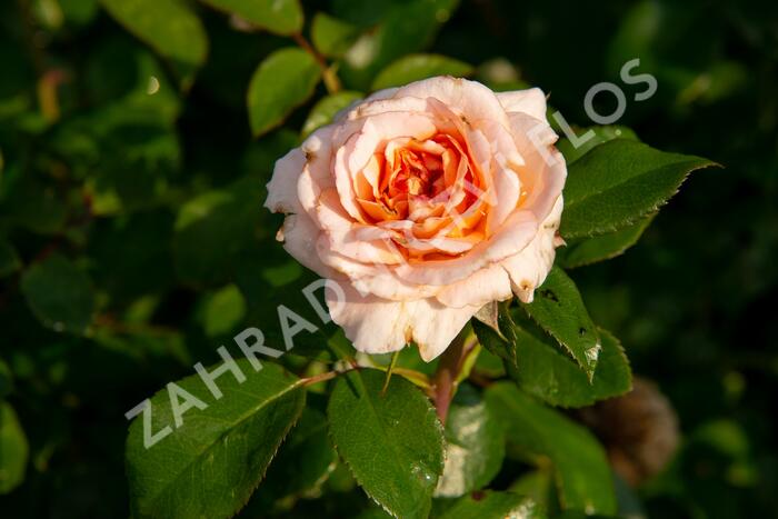 Růže mnohokvětá Kordes 'Schloss Eutin' - Rosa MK 'Schloss Eutin'