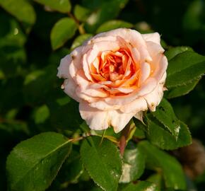 Růže mnohokvětá Kordes 'Schloss Eutin' - Rosa MK 'Schloss Eutin'