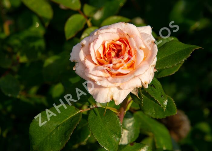 Růže mnohokvětá Kordes 'Schloss Eutin' - Rosa MK 'Schloss Eutin'