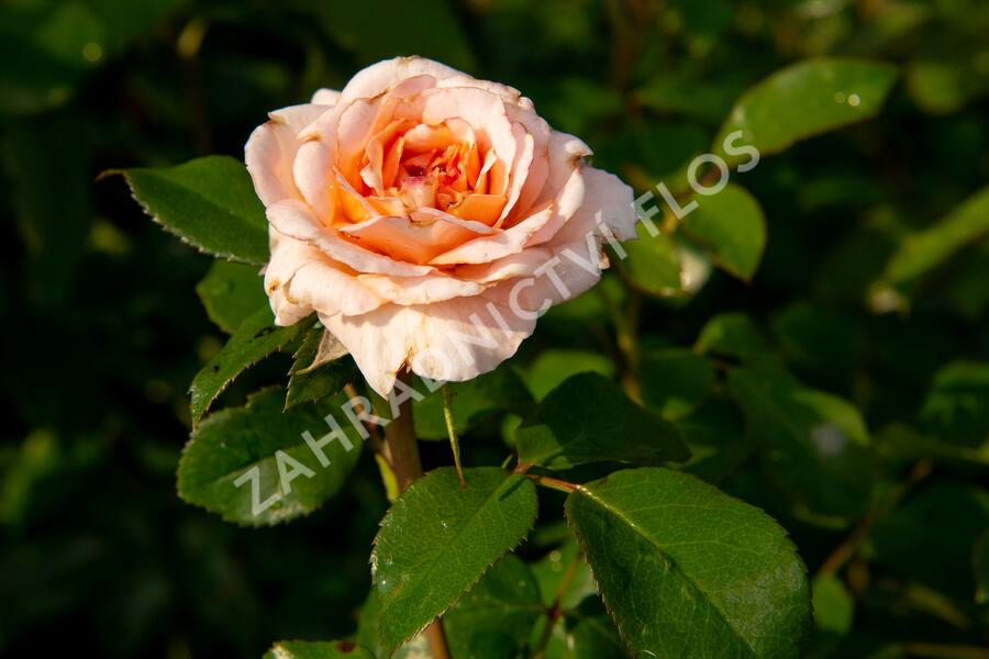 Růže mnohokvětá Kordes 'Schloss Eutin' - Rosa MK 'Schloss Eutin'